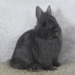 Netherland Dwarf Blue Doe Rabbit Available - Sasha in Fort Wayne, in