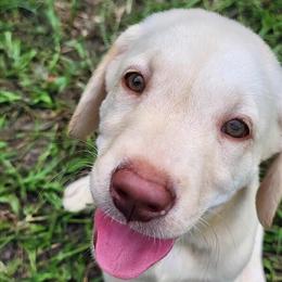 Labrador Retriever Puppies Ready for New Home in Jacksonville, fl