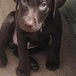 Labrador Retriever Puppies Ready for New Homes in Jacksonville, fl