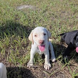 Labrador Retriever Puppies for Rehoming in Jacksonville, fl