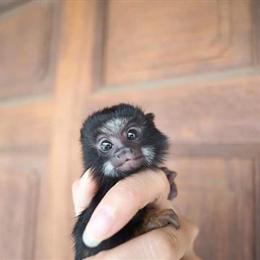 Tamarin - Red Head Female Looking for a Forever Home in Madison, fl
