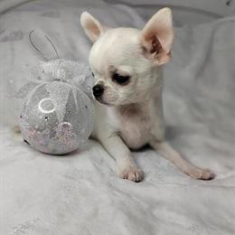 Chihuahua - Smart and Charming Male in Madison, fl