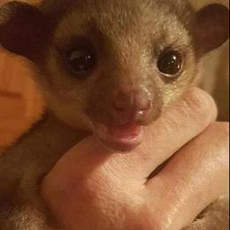 Honey bear looking for a forever home in Madison, fl