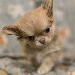 Female AKC Longhair Chihuahua Looking for a Forever Home in Madison, fl