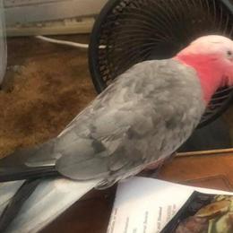 Galah Cockatoo Available Now in Madison, fl