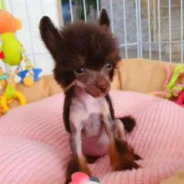 Chinese Crested Puppy Available in Madison, fl