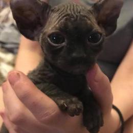 Sphynx Kitten - All Black with Great Personality in Madison, fl