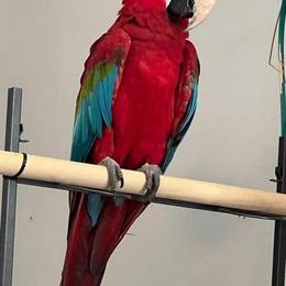 Green Wing Macaw Looking for a Forever Home in Madison, fl