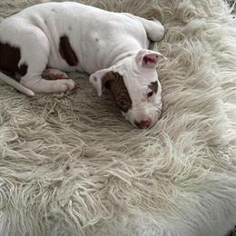 American Bully Mix Poppy - 12 Weeks Old - $250 in Wentzville, mo