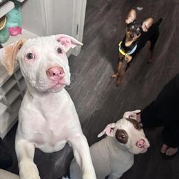 American Bully Mix - Meet Cass, 12 Weeks Old in Wentzville, mo