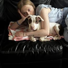 American Bully Mix - Meet Lucy in Wentzville, mo