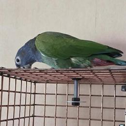 Blue Head Pionus Parrot for Sale in Yulee, fl