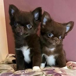 AKC Chocolate Chihuahuas Looking for Forever Homes in Yulee, fl