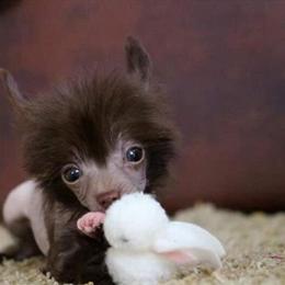 Chinese Crested Male Looking for Forever Home in Yulee, fl