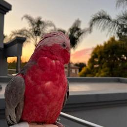 Galah Cockatoo Available - Vet Checked and Tamed in Yulee, fl