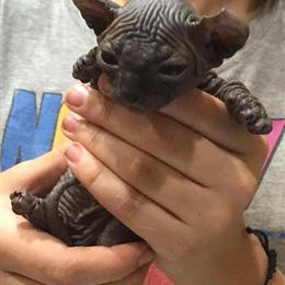 Sphynx Kittens Available Now in Yulee, fl