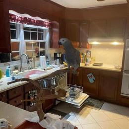 African Grey Parrot Looking for a Forever Home in Yulee, fl