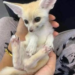 Fennec needs a forever home in Yulee, fl