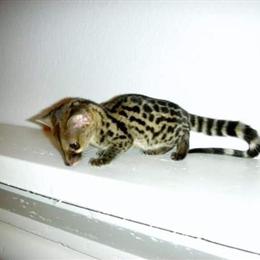 Fennec Looking for a Forever Home in Yulee, fl