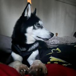 Siberian Husky Echo Available for Stud in Mount Vernon, oh