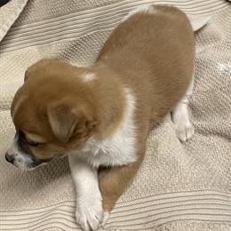 Jack Russell Puppies Ready for New Homes in Eaton, oh