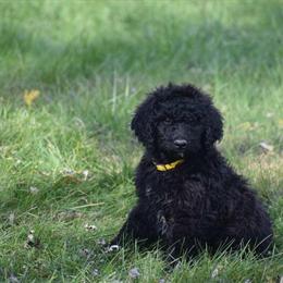 Golden Doodle Puppies for Sale in Eaton, oh