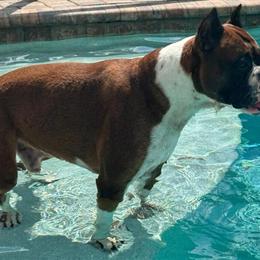 Boxer Stud Service with European Champion Pedigree in Homosassa, fl