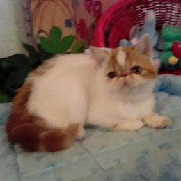 Exotic Shorthair Male, 2 Years Old, Red/White, Not Neutered in Fort Smith, ar