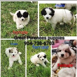 Great Pyrenees Puppies Available in Middleburg, fl