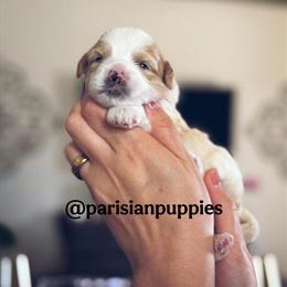 Mini Shihpoo Teddy Bear Puppies Ready for New Homes in New Port Richey, fl