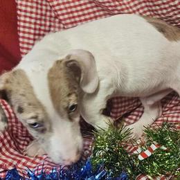 Wirehaired Pointing Griffon Puppies Available in Camden, Michigan in Fort Wayne, in