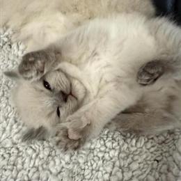 Ragdoll Kitten Available Now with Health Guarantee in Barberton, oh