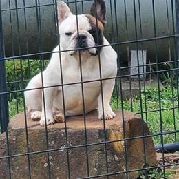 2 Year Old Male French Bulldog for Adoption in Lexington, nc