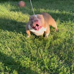 Female ABR Registered Dog Available for Christmas Deal in Jackson, ms