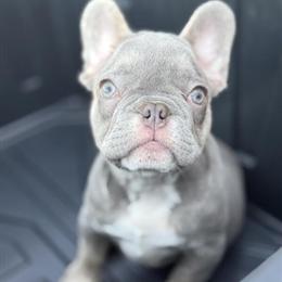 French Bulldog Puppies for Sale in Raleigh, nc