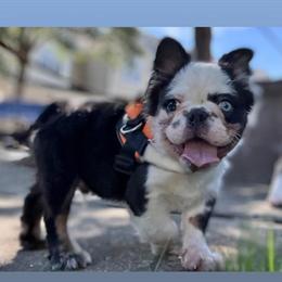 French Bulldog Puppies for Sale in Raleigh, nc