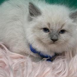 Ragdoll Kittens Ready for Adoption in Barberton, oh