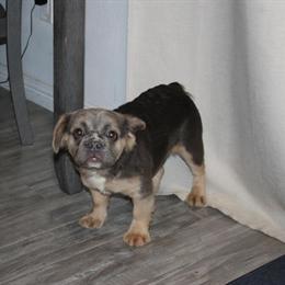 French Bulldog puppies for new homes in Sacramento, ca