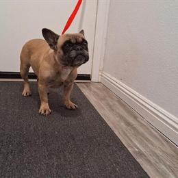 Female French Bulldog Available for Rehoming in Sacramento, ca