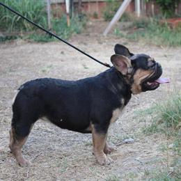 French Bulldog Pair for Rehoming in Sacramento, ca