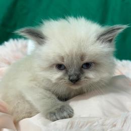 Ragdoll Kittens Available Now with Health Guarantee in Barberton, oh