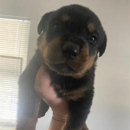 Rottweiler Puppies Available - 4 Weeks Old in Grand Rapids, mi