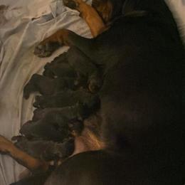 Rottweiler Puppies Available for Adoption in Grand Rapids, mi