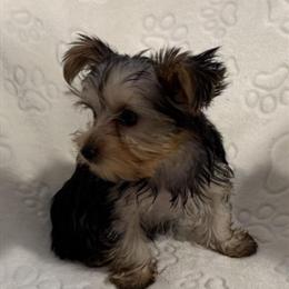 Yorkshire Terrier Looking for a Forever Home This Holiday Season in Milwaukee, wi