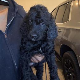 Goldendoodle Puppies Available - 2 Adorable Standard Doodles in Murfreesboro, tn