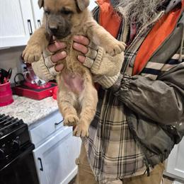 German Shepherd Puppies Available in Chillicothe, oh