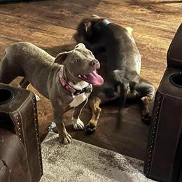 American Bully Lilac Tri for Adoption in Atlanta - 6 Months Old in Atlanta, ga