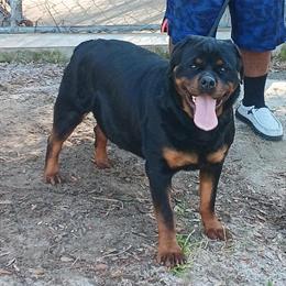 Female Rottweiler Puppy Available with AKC Registration in Eastman, ga