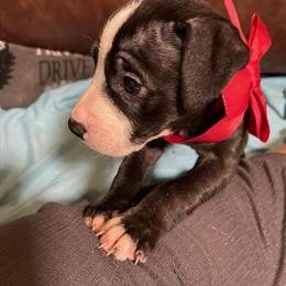 American Pitbull Terrier Puppies Ready for New Homes December 10th-12th in Indianapolis, in