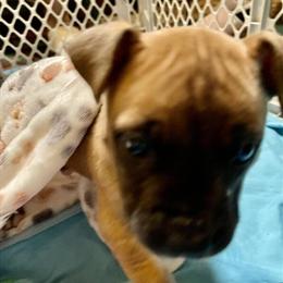 Gorgeous Pitbull Puppies Ready for New Homes in December! in Indianapolis, in